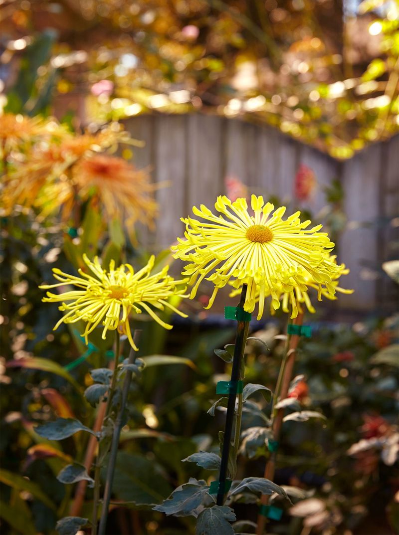 Single-Petal Mums