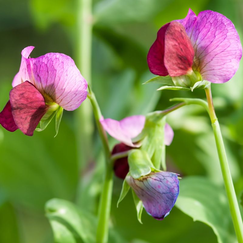 Sweet Peas