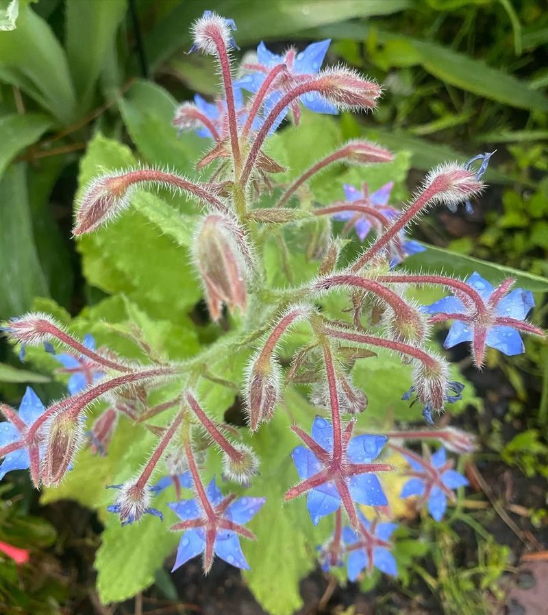 Borage