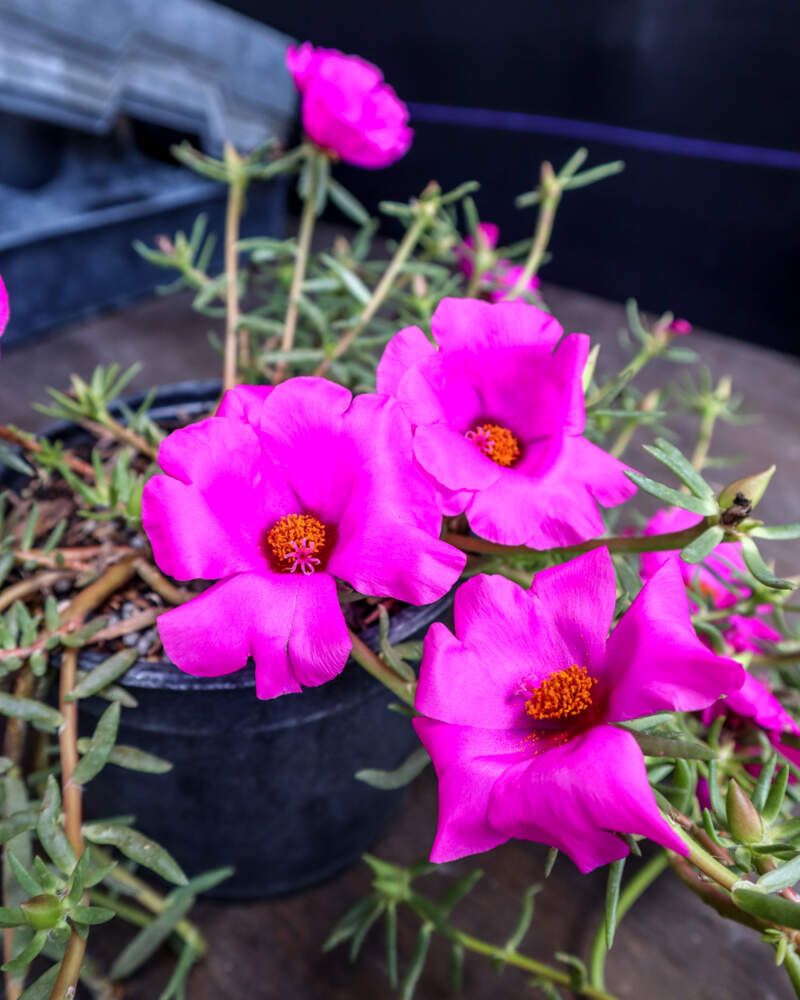 Portulaca