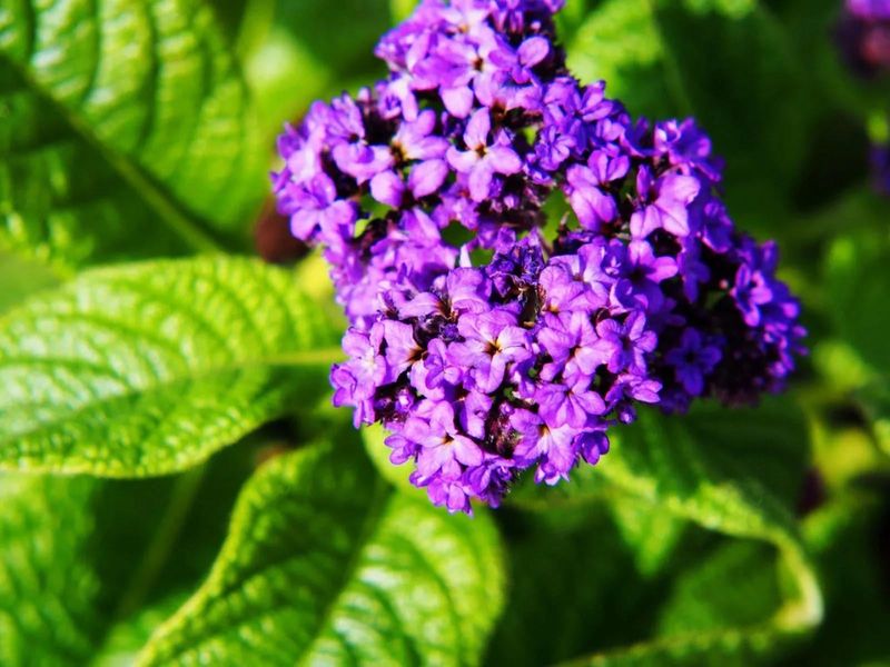 Heliotrope (Heliotropium arborescens)