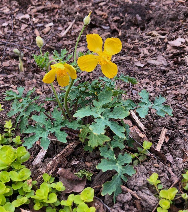 Wood Poppy