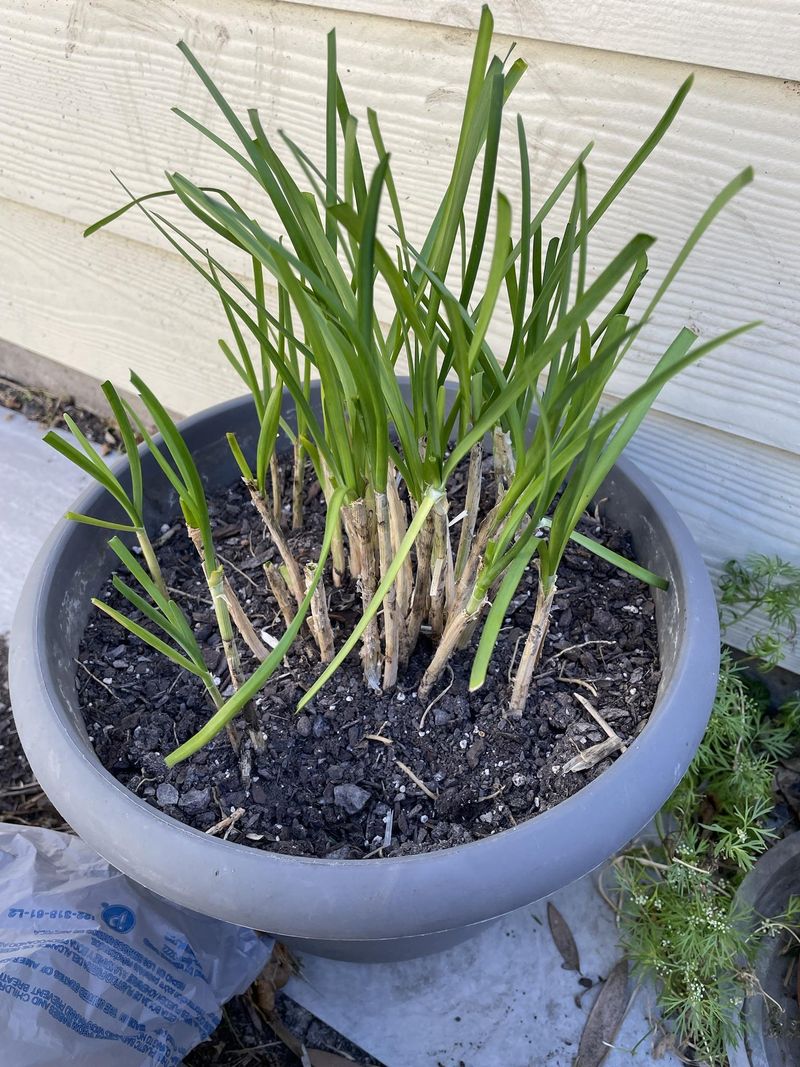 Garlic Chives