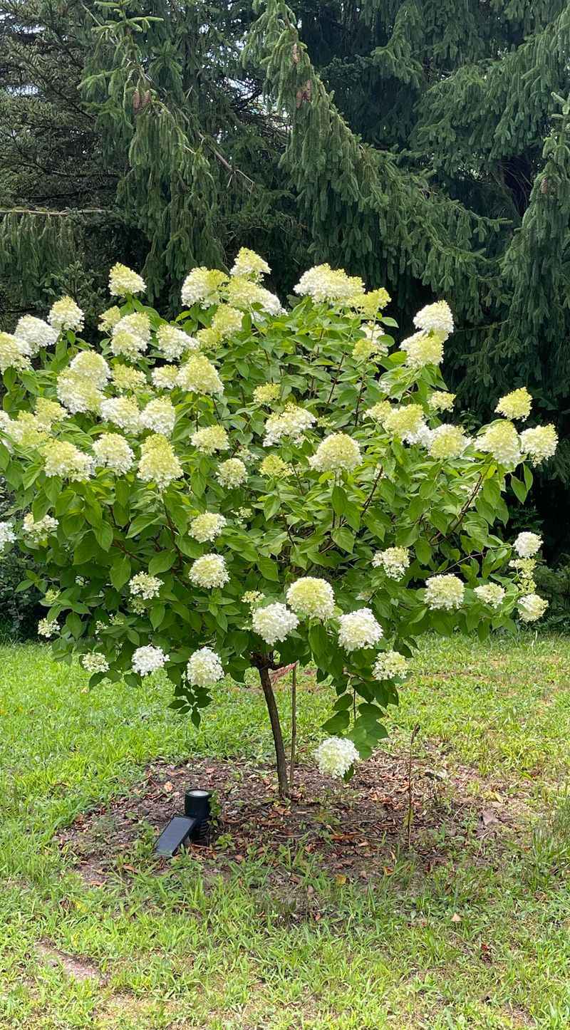 Limelight Hydrangea