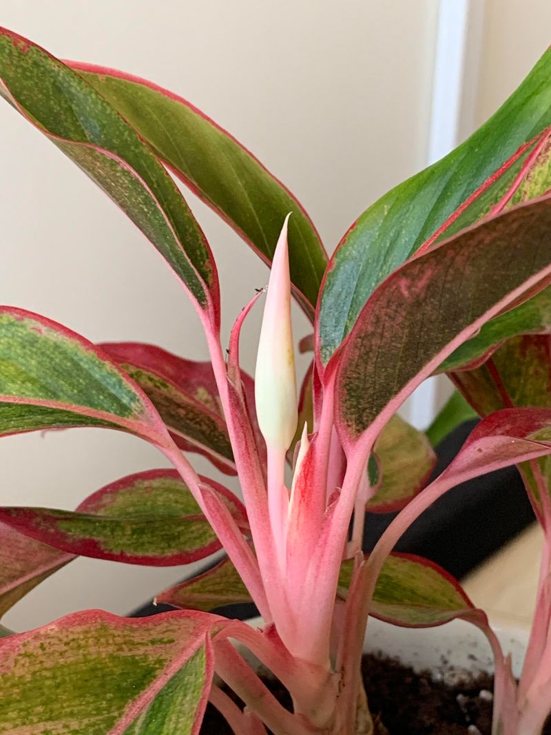 Chinese Evergreen