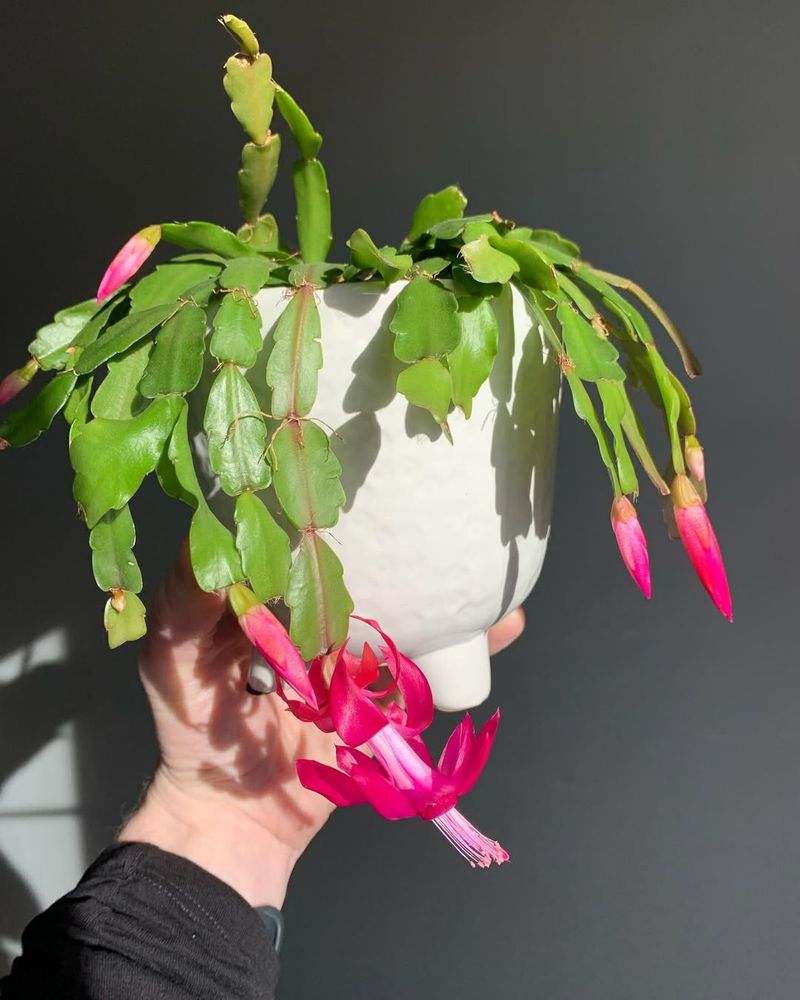 Christmas Cactus