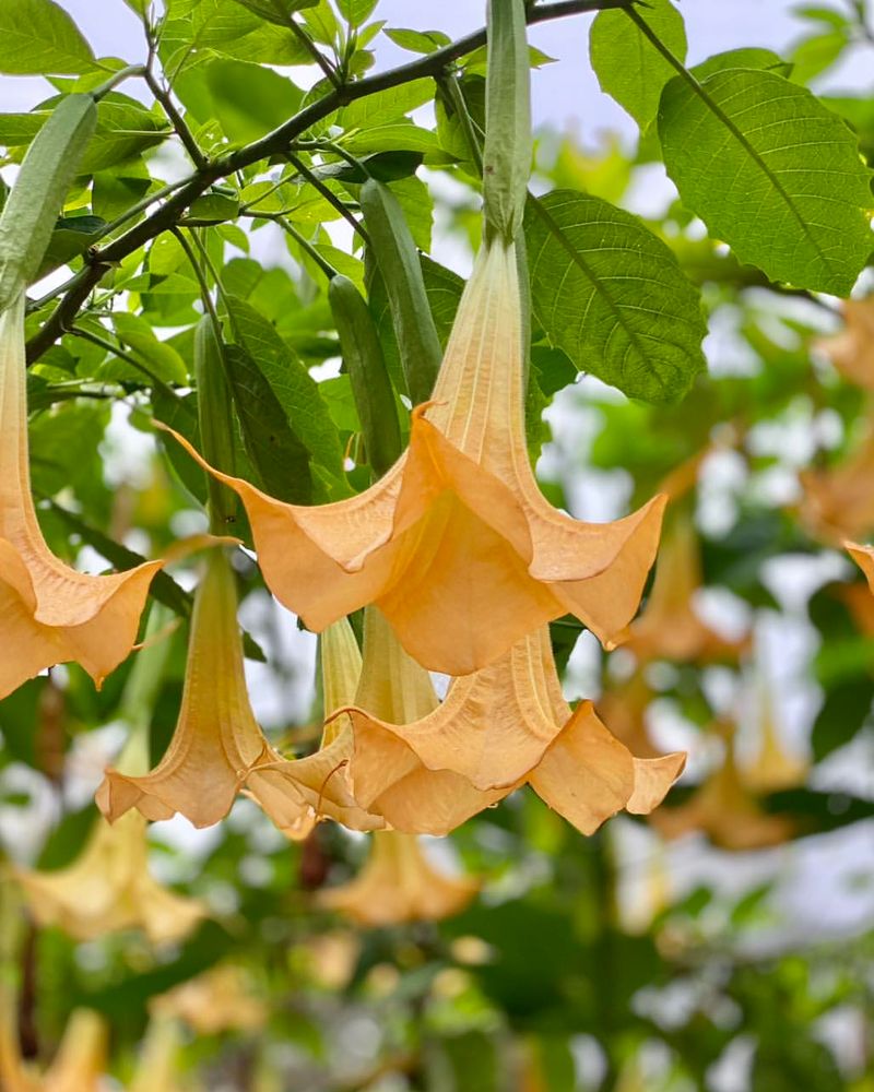 Brugmansia (Angel’s Trumpet)