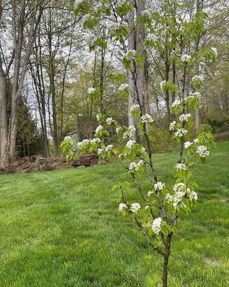 Pear Trees