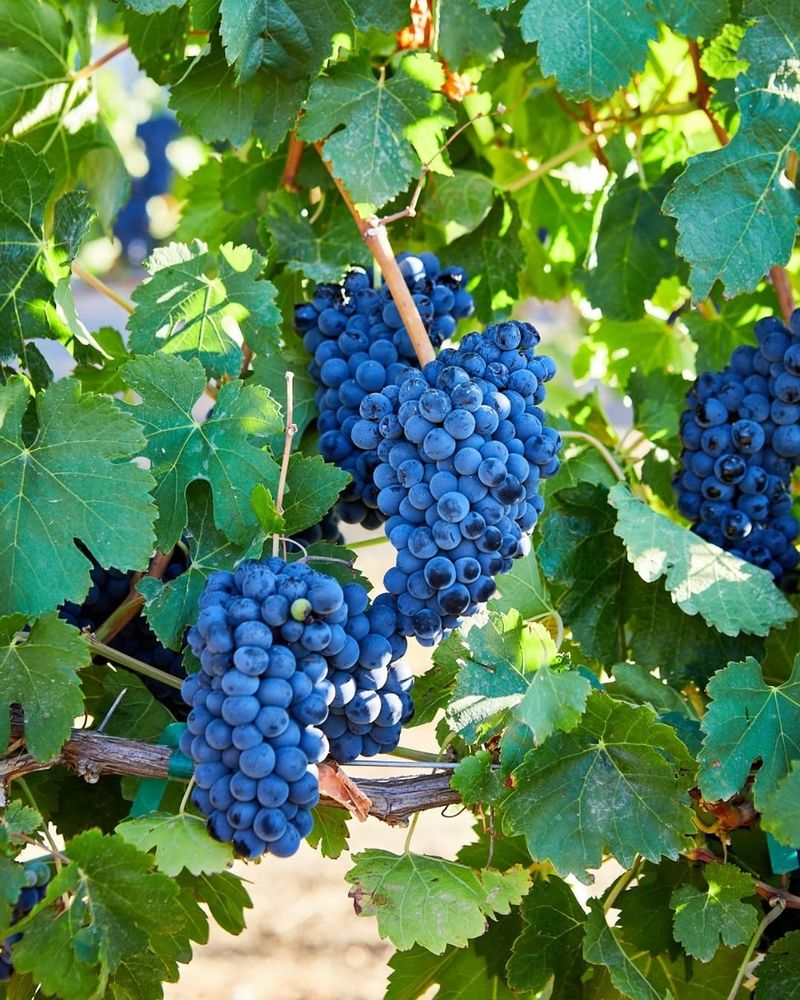 Grapes