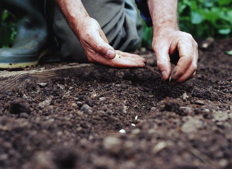 Use a Seed Starter Mix to Improve Germination