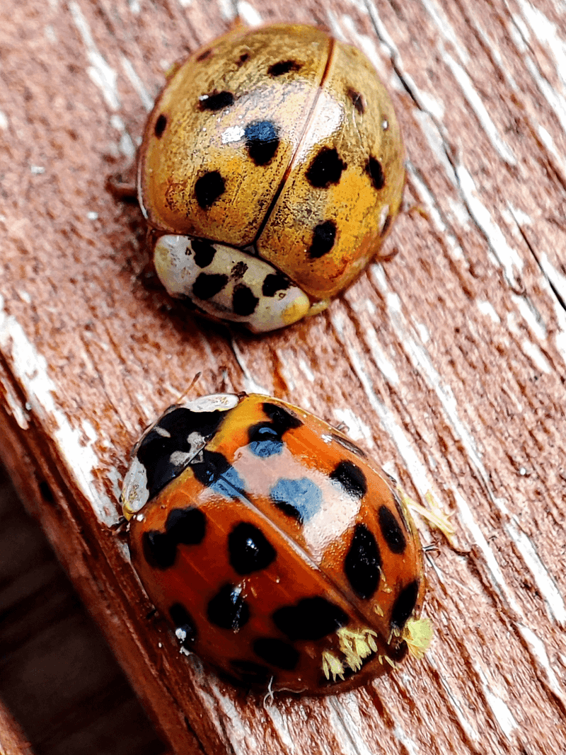 Introduce beneficial insects like ladybugs