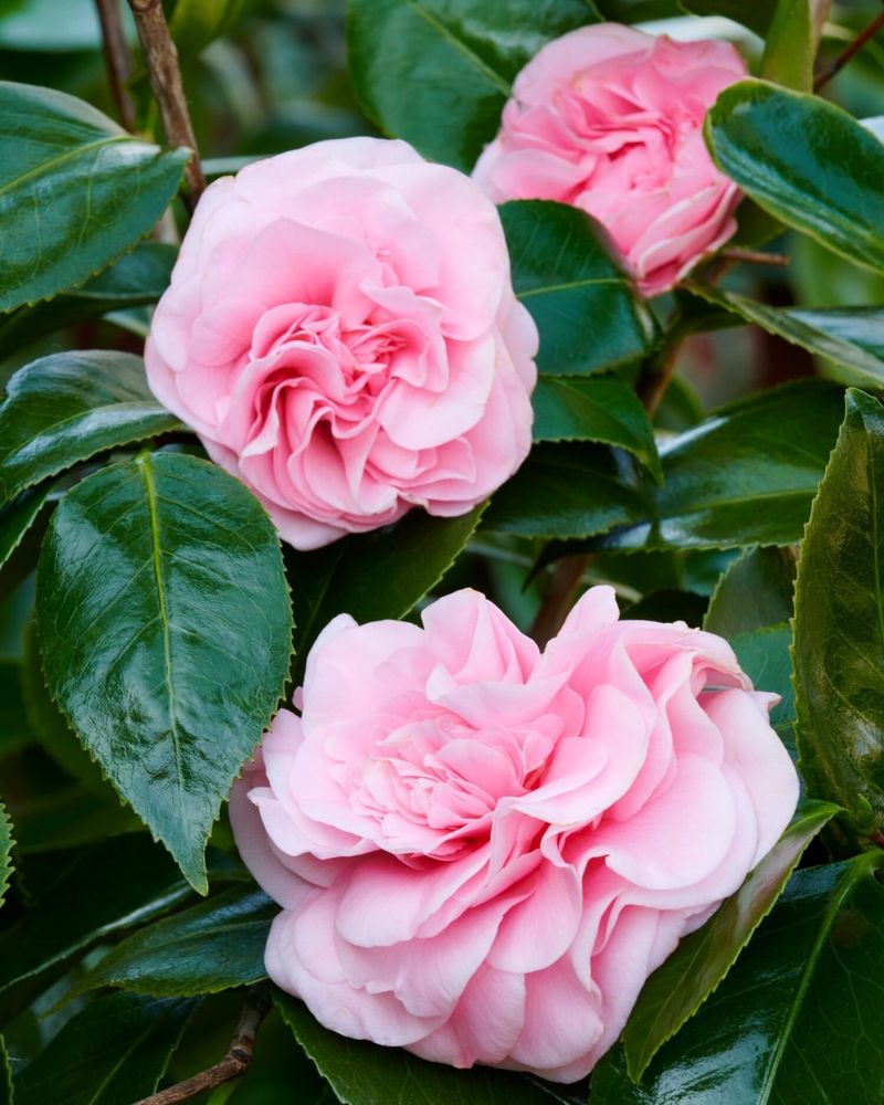 Soft Pink Camellias