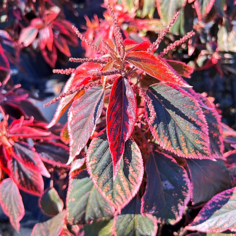 Copper Plant (Acalypha)