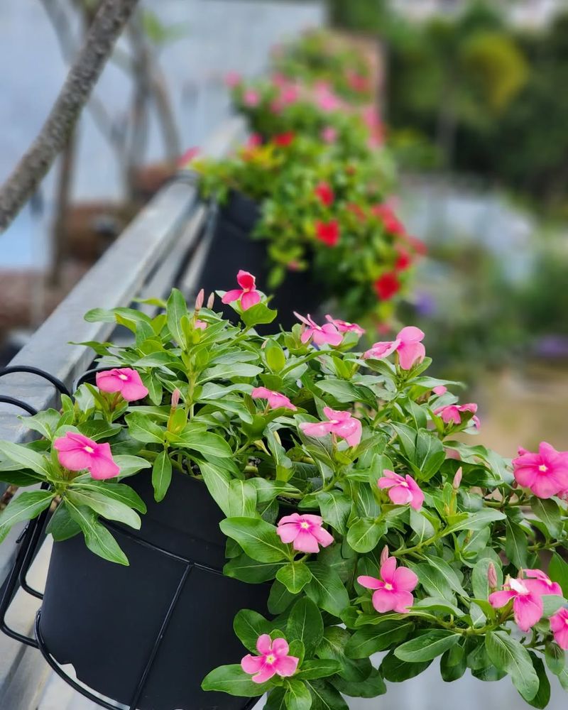 Edible Flowers Baskets