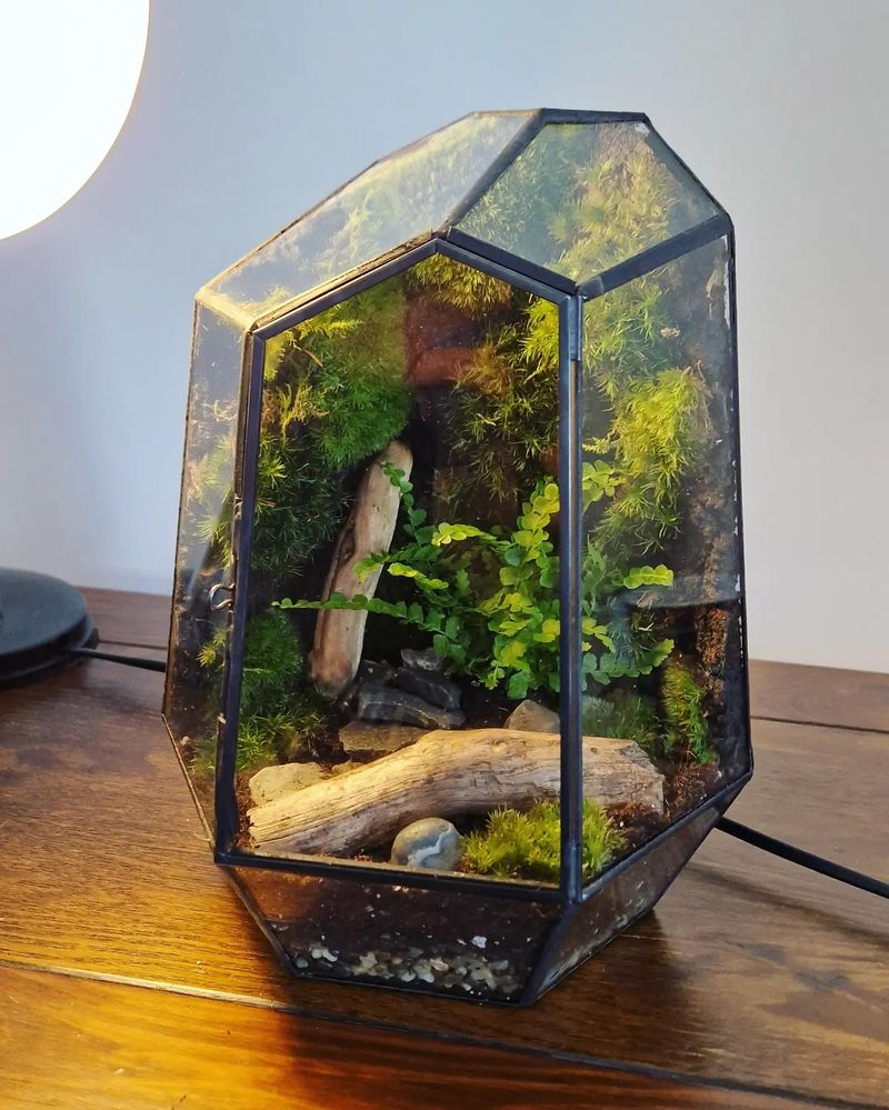 Geometric Terrariums