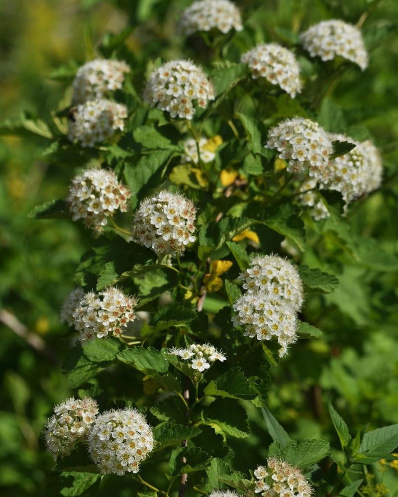 Ninebark (Physocarpus opulifolius)