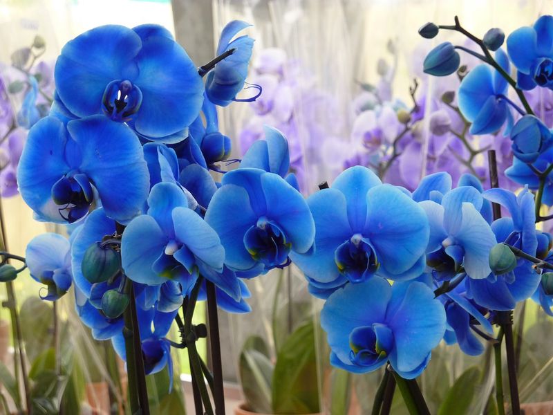 The Truth About Blue Orchids