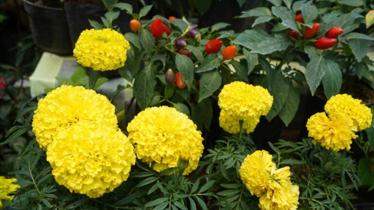 yellow marigolds with peppers
