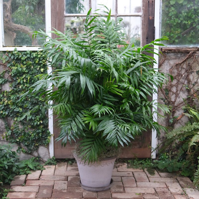 Parlor Palm