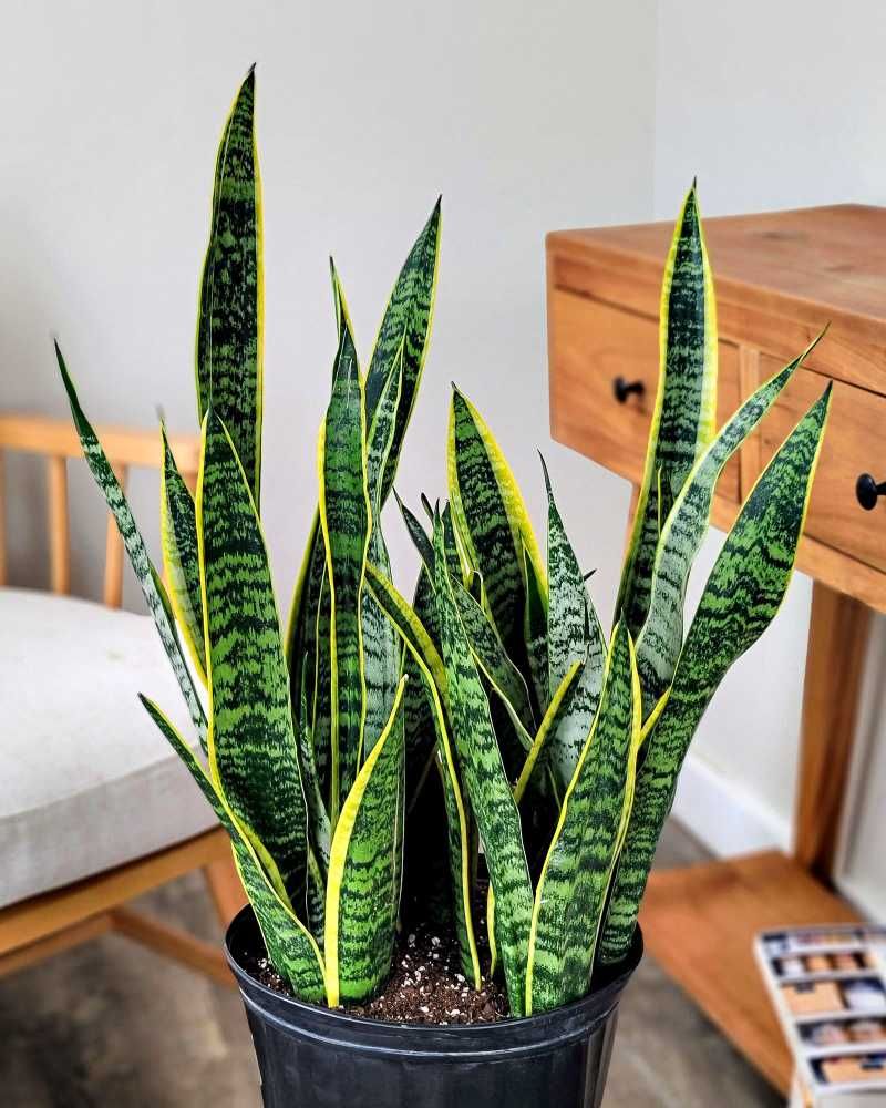 Snake Plant (Sansevieria)