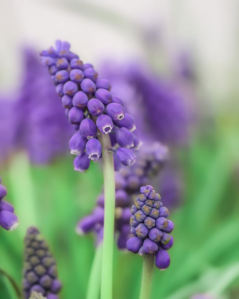 Grape Hyacinth (Muscari botryoides)