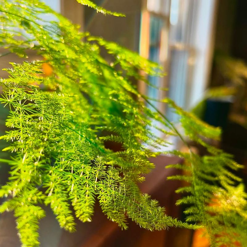 Asparagus Fern