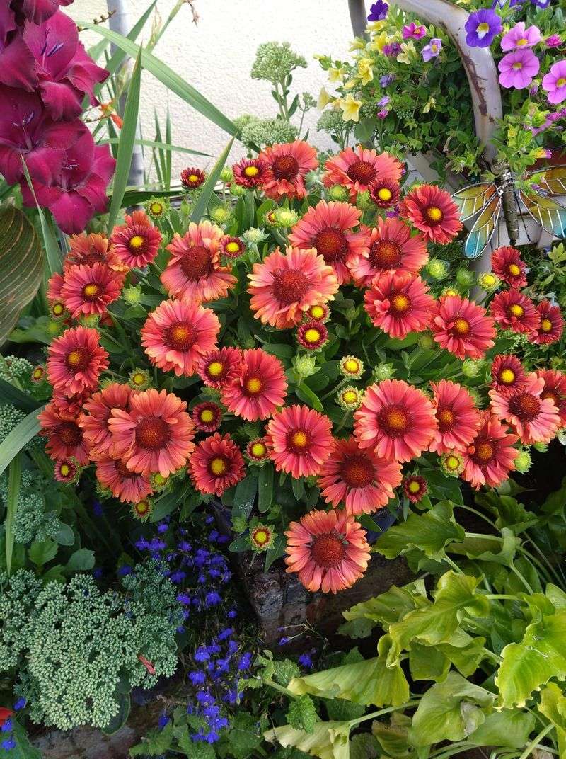 Gaillardia