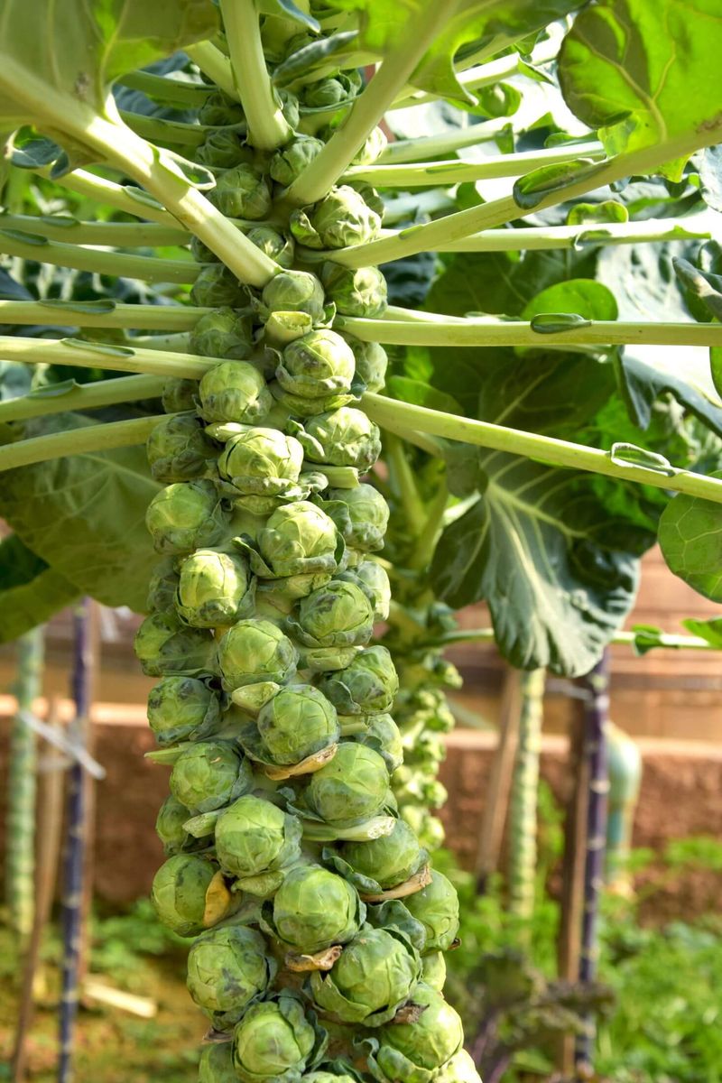 Brussels Sprouts & Strawberries