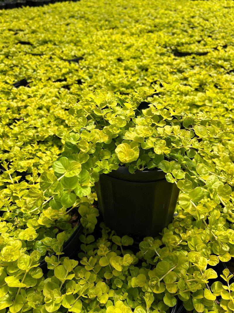 Creeping Jenny