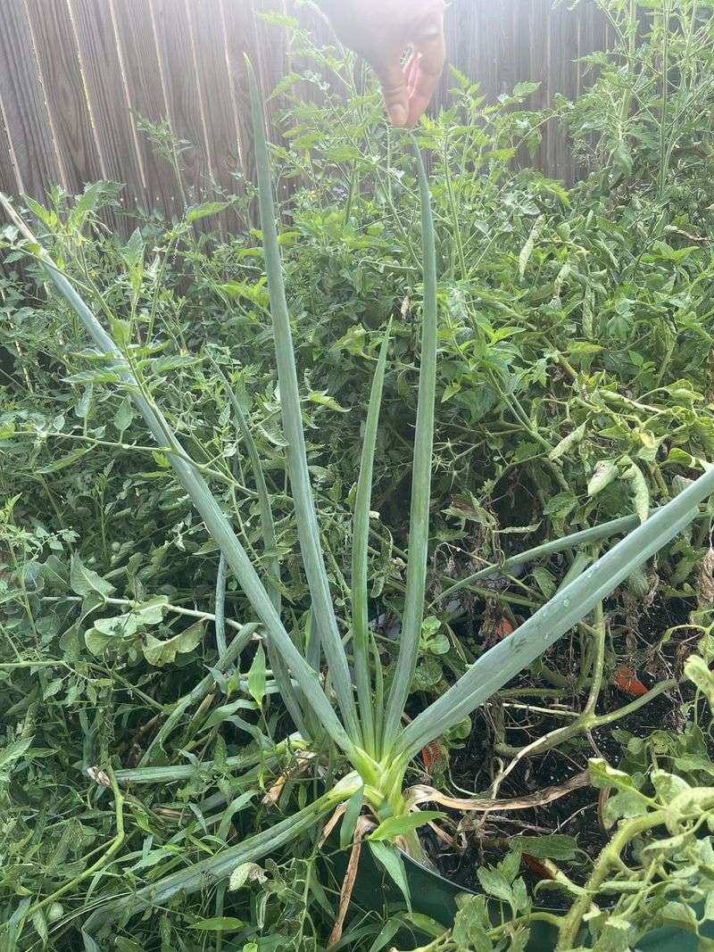 Green Onions