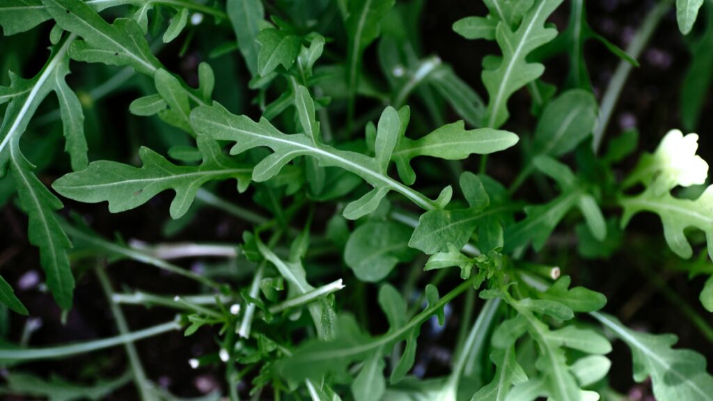 arugula
