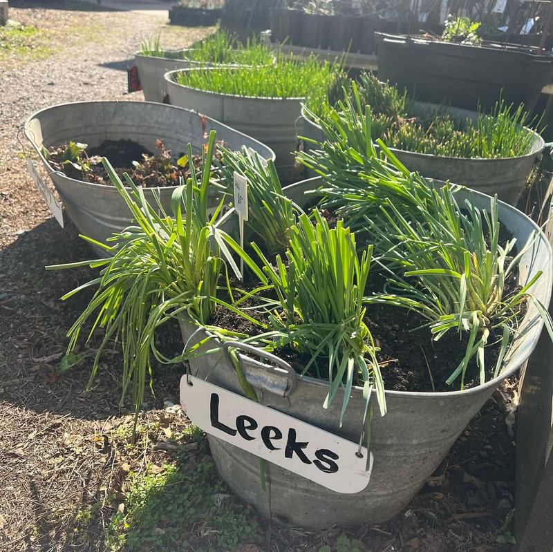 Leeks