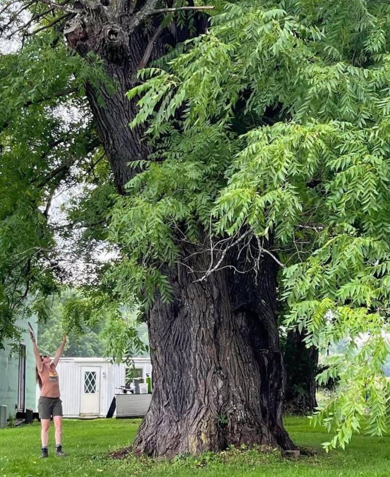 Walnut Tree