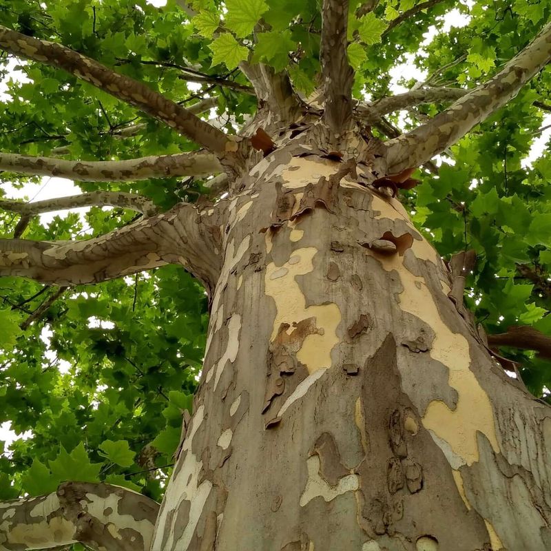 Plane Tree