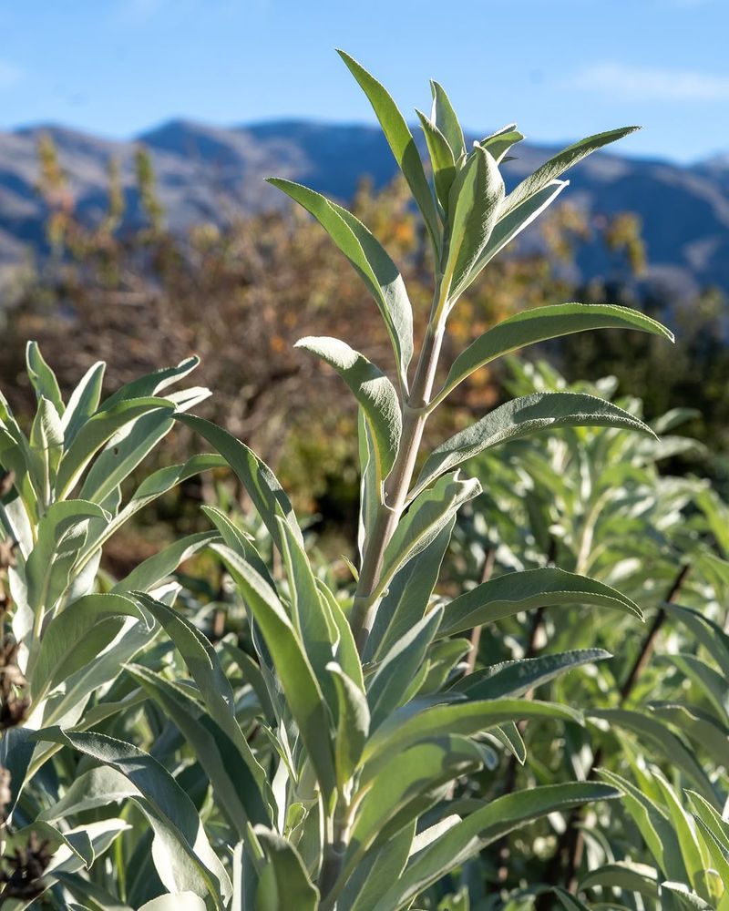 Sage – A Poor Match in the Herb Garden