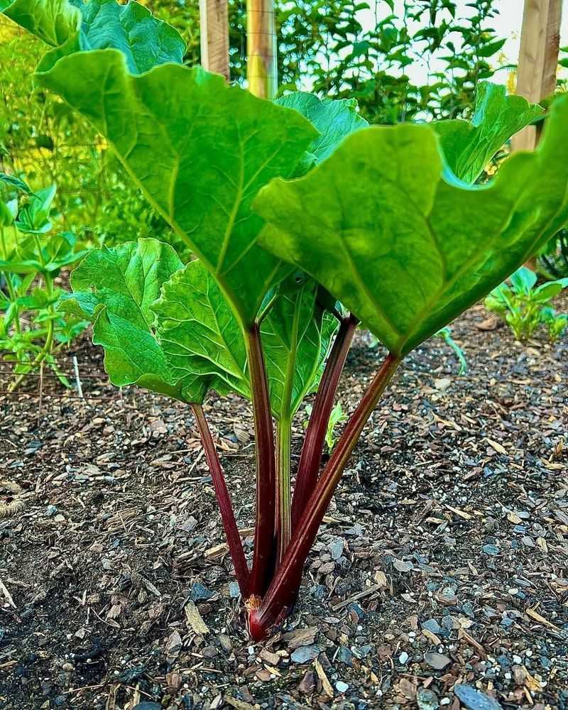 Rhubarb