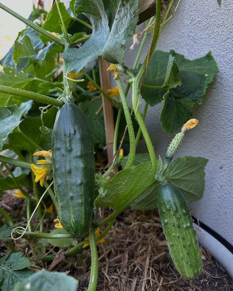 Cucumber