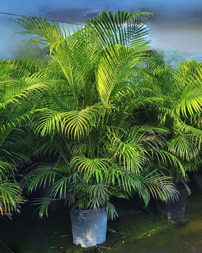 Areca Palm