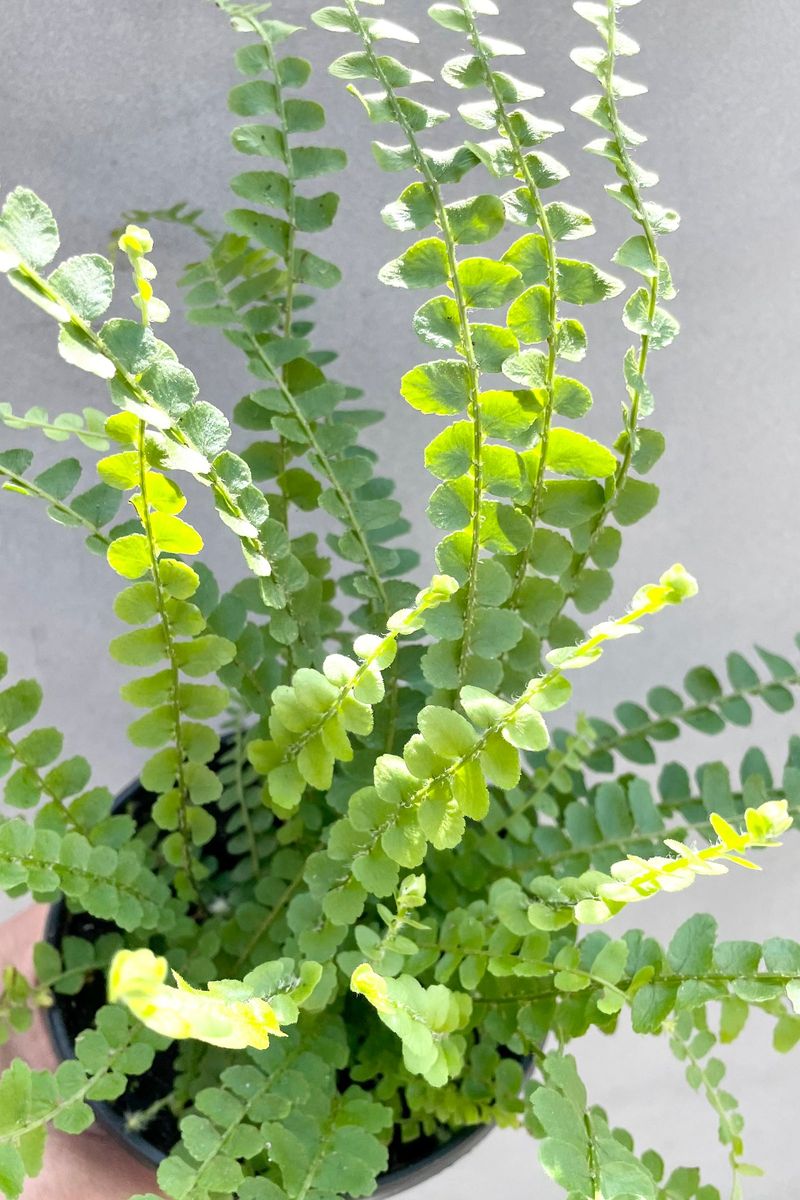 Button Fern