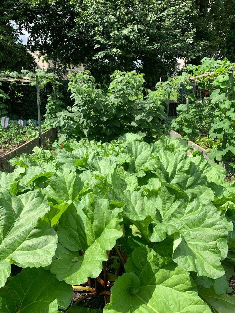 Rhubarb & Cabbage