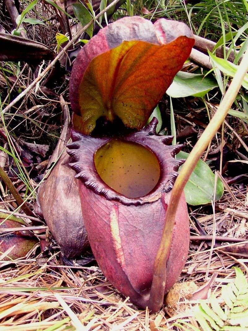 Digestive Carnivorous Plants