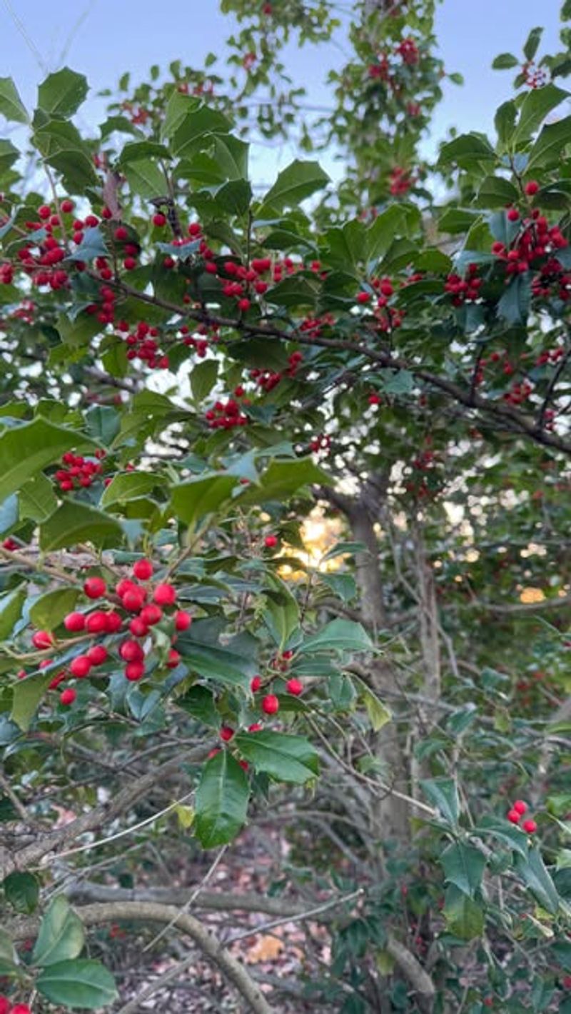 Holly Tree