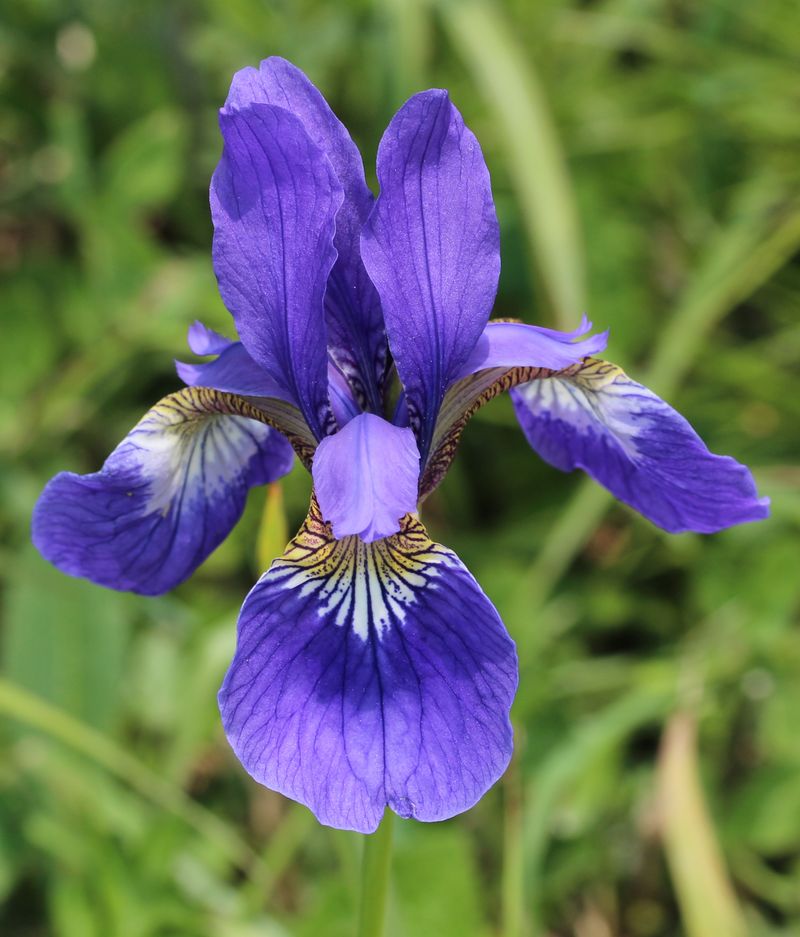 Iris