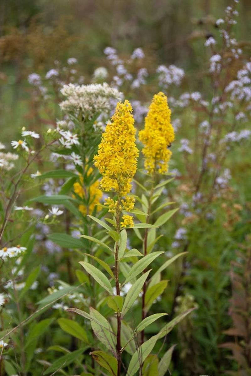 Goldenrod