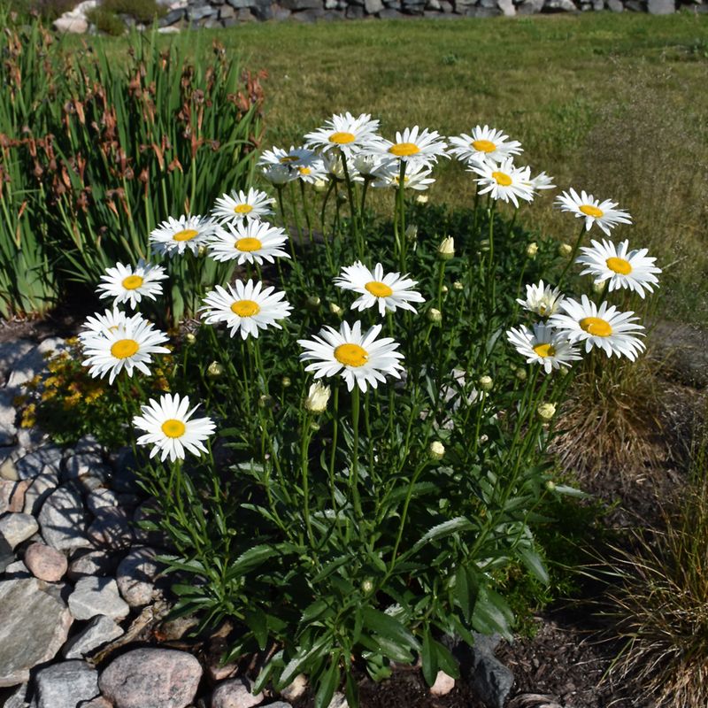 Shasta daisy