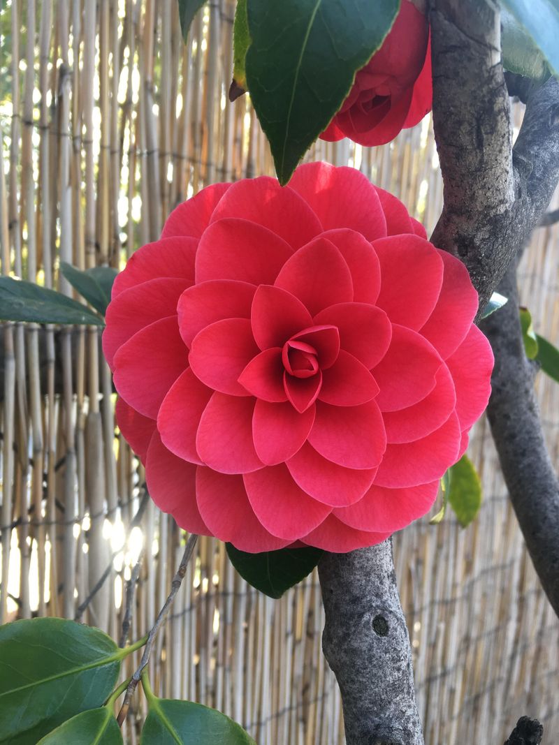 Camellia