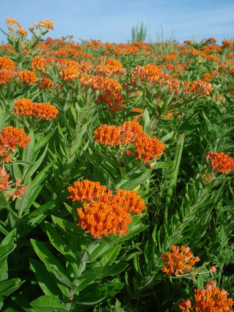 Milkweed