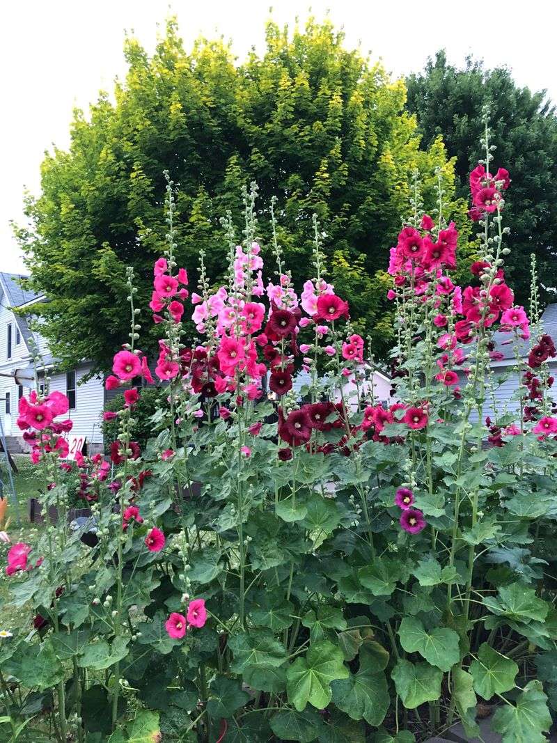 Hollyhocks