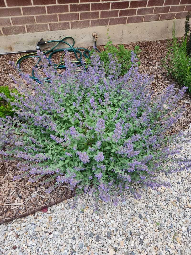 Catmint