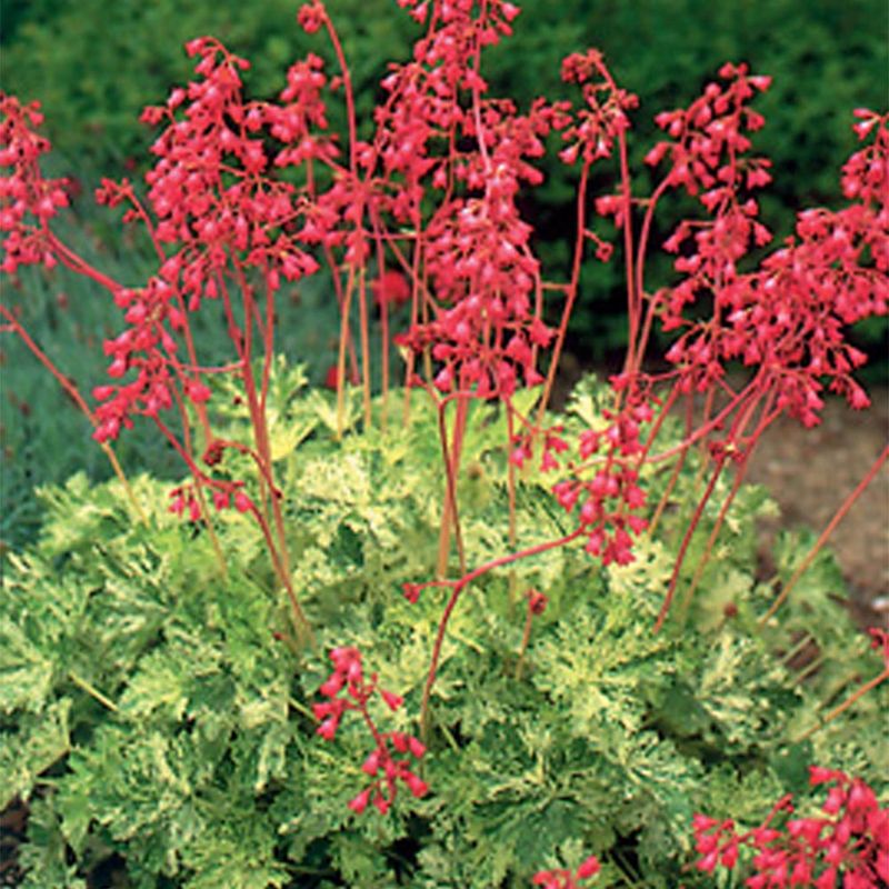 Coral Bells